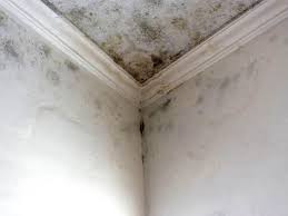 Best Water Damage & Mold Remediation  in Cleveland, WI