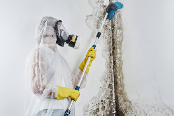 Best Mold Damage Restoration  in Cleveland, WI