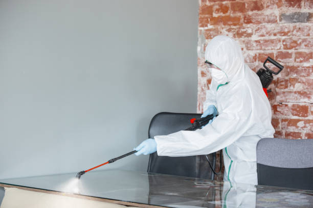 Best Black Mold Removal  in Cleveland, WI