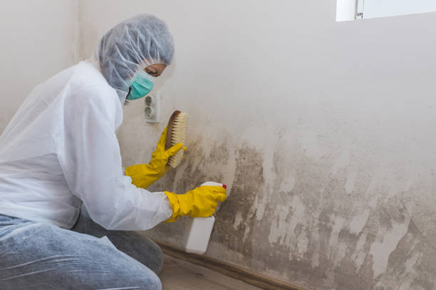 Best Mold Remediation for Vacation Homes  in Cleveland, WI