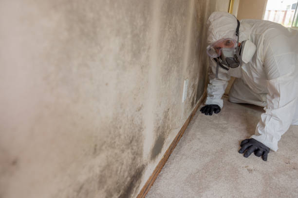 Why You Should Choose Our Mold Remediation Services in Cleveland, WI